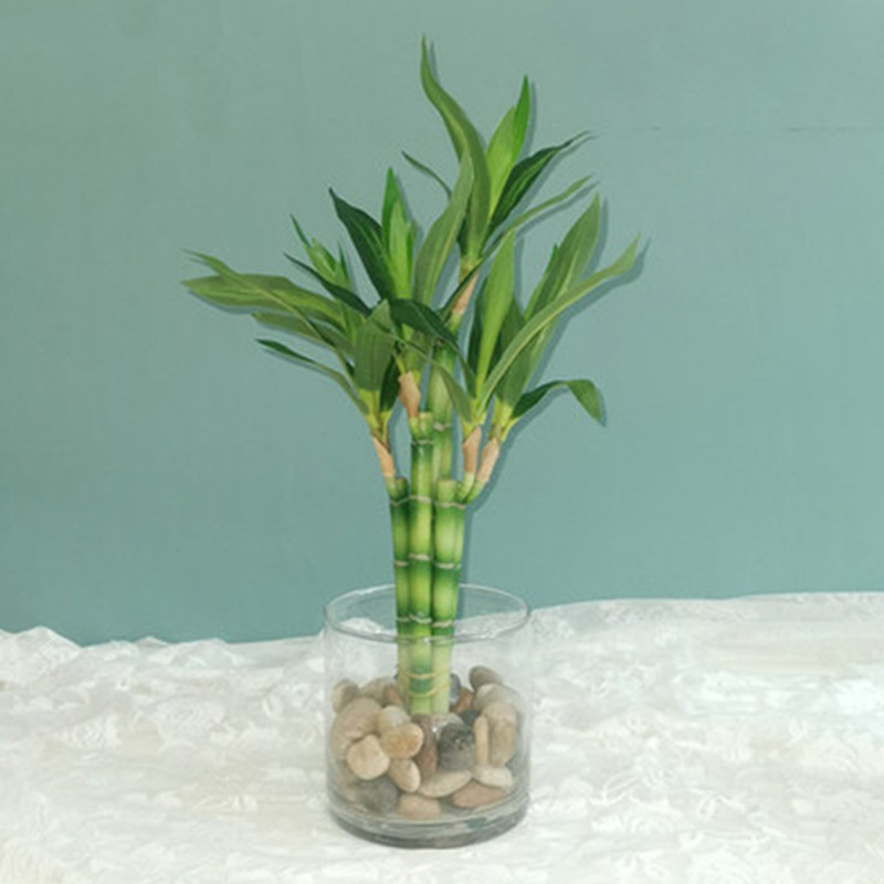 Marine Fish Tank - Nowa 40cm sztuczna roślina Lucky Bamboo,